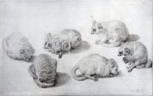 Studi di un lemure, 1773 (grafite su carta) da George Stubbs